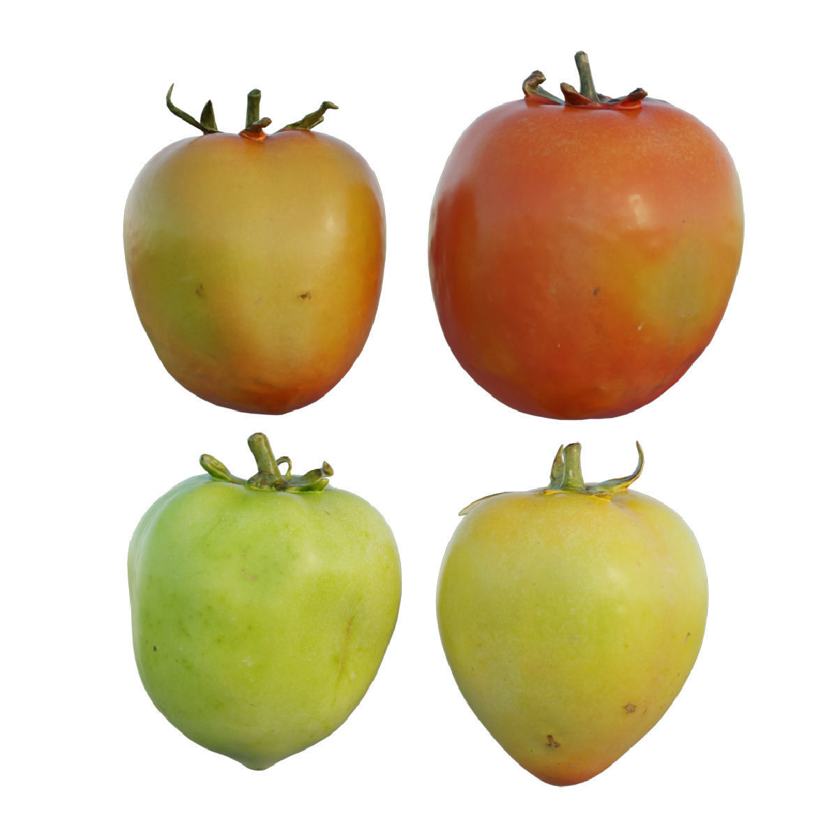 Tomato 03 3D model_1