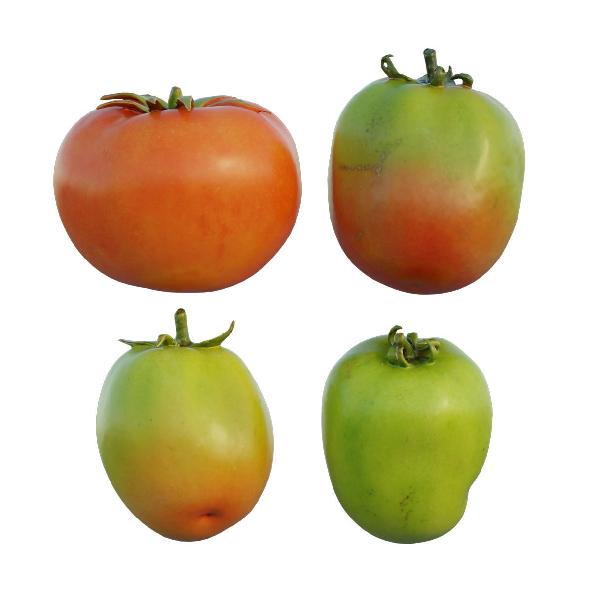 Tomato 04 3D model_3