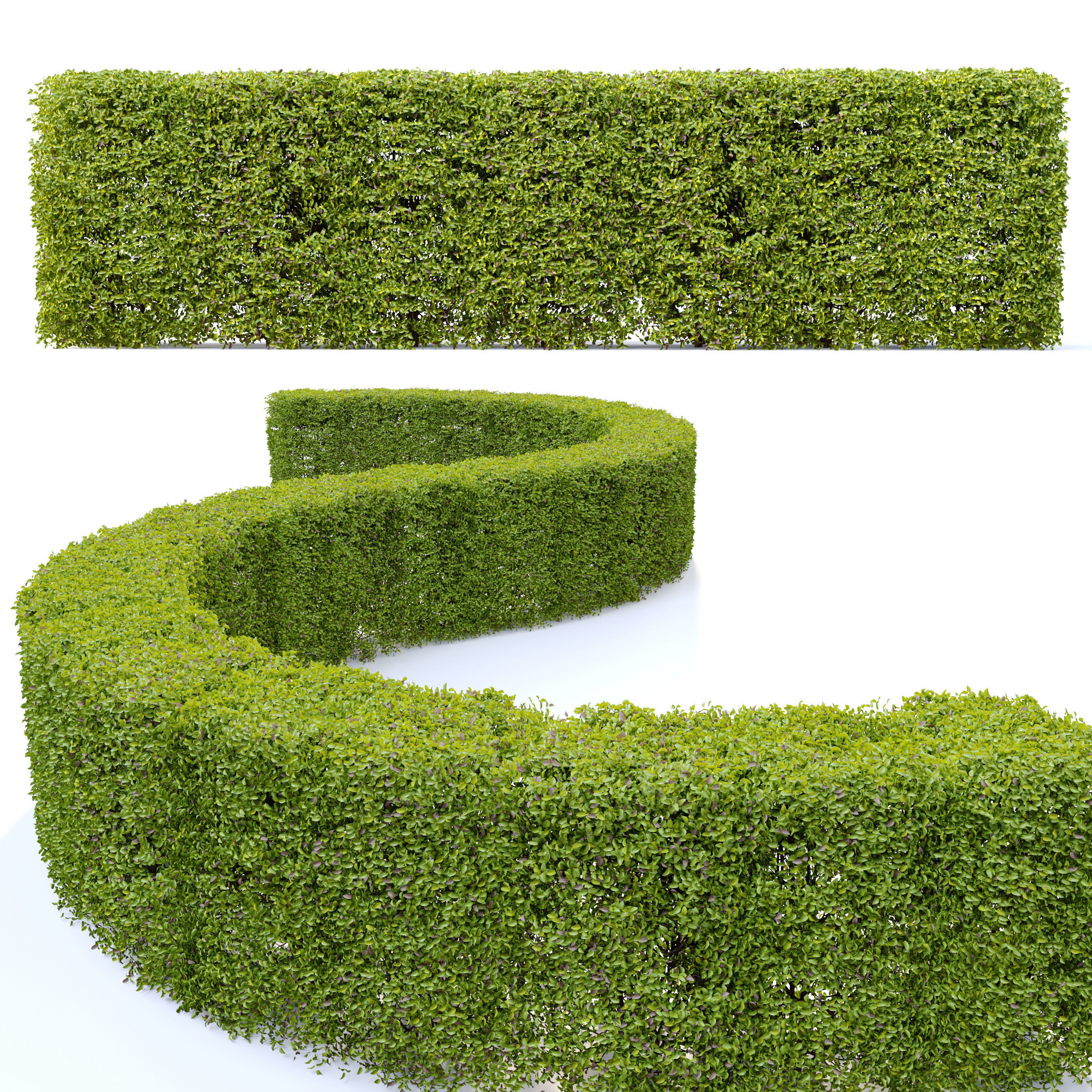 Ligustrum amurense hedge 3D model_1