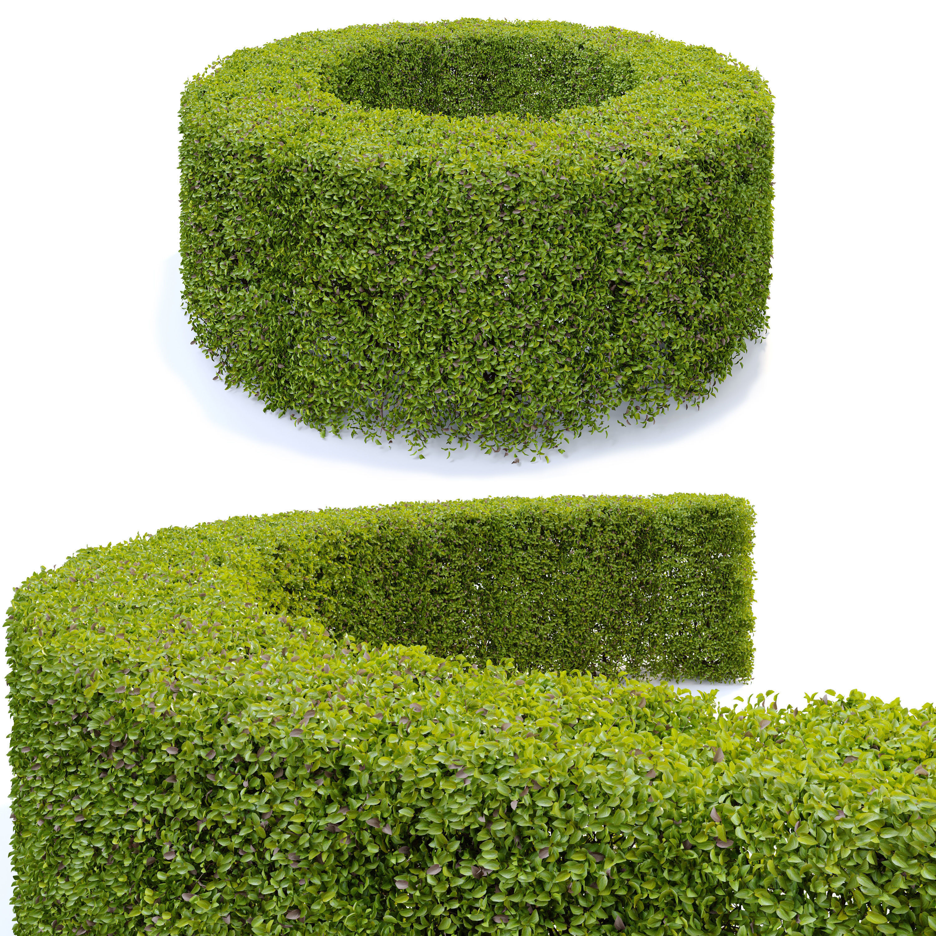 Ligustrum amurense hedge 3D model_2