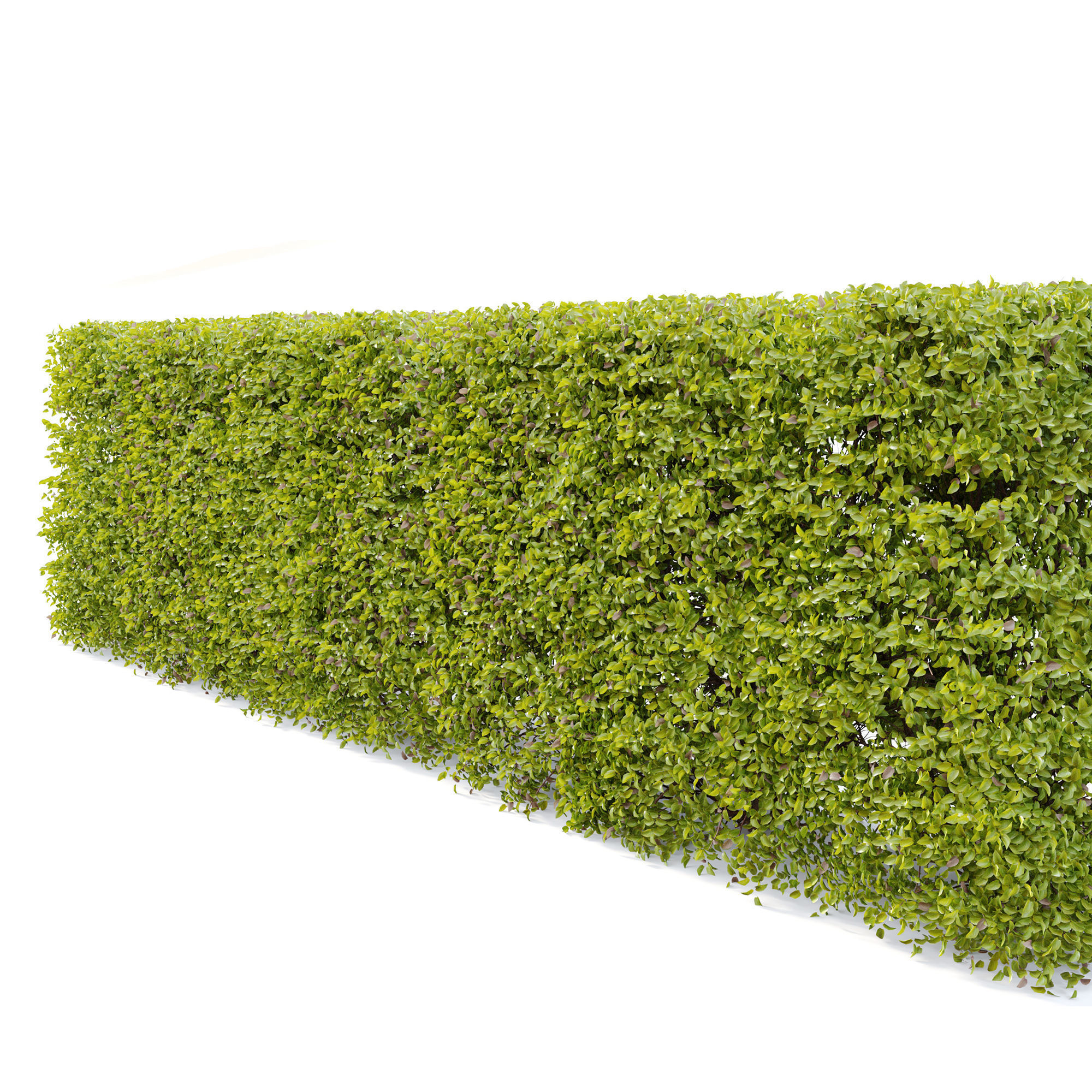 Ligustrum amurense hedge 3D model_4
