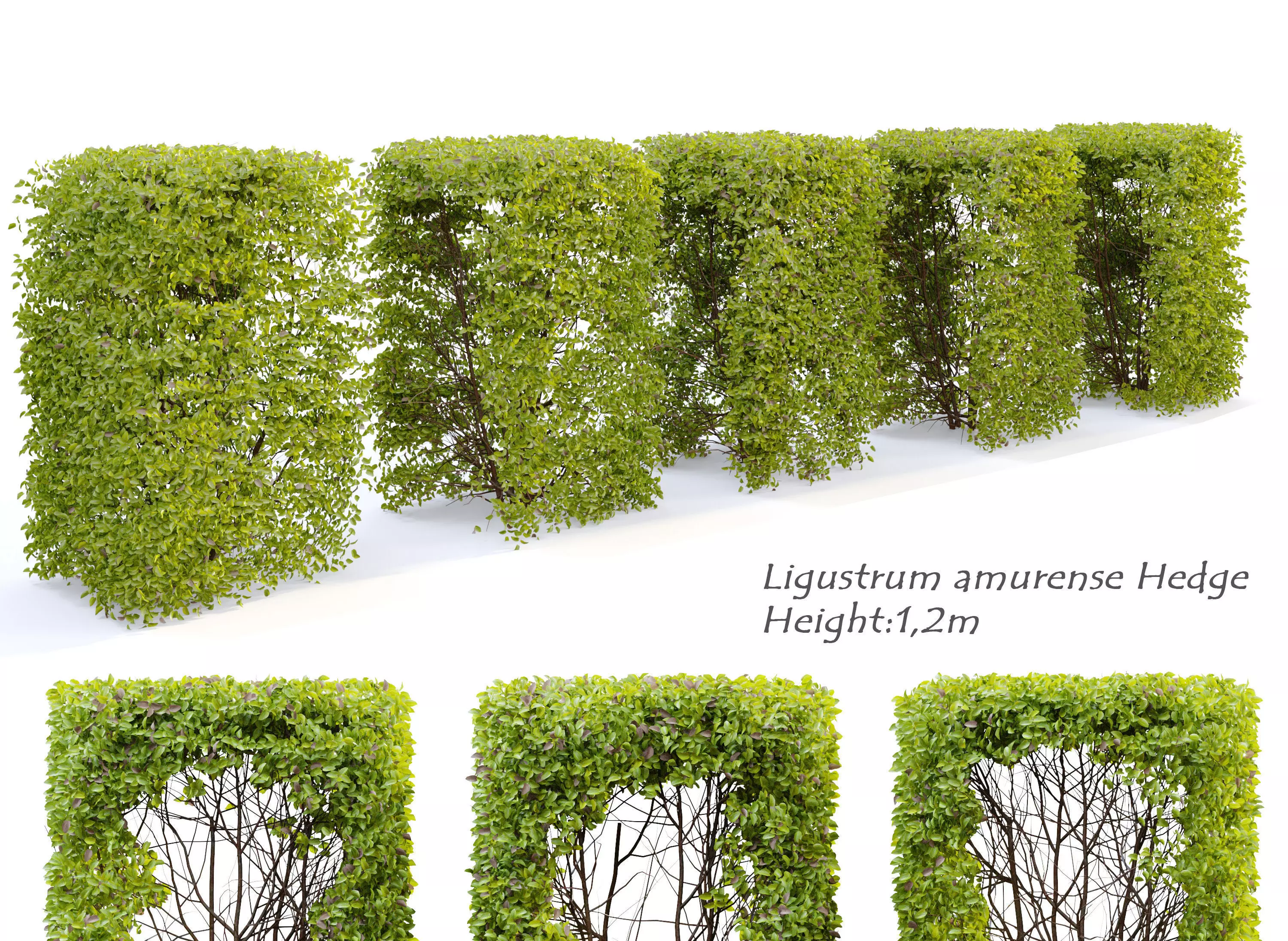 Ligustrum amurense hedge 3D model_0
