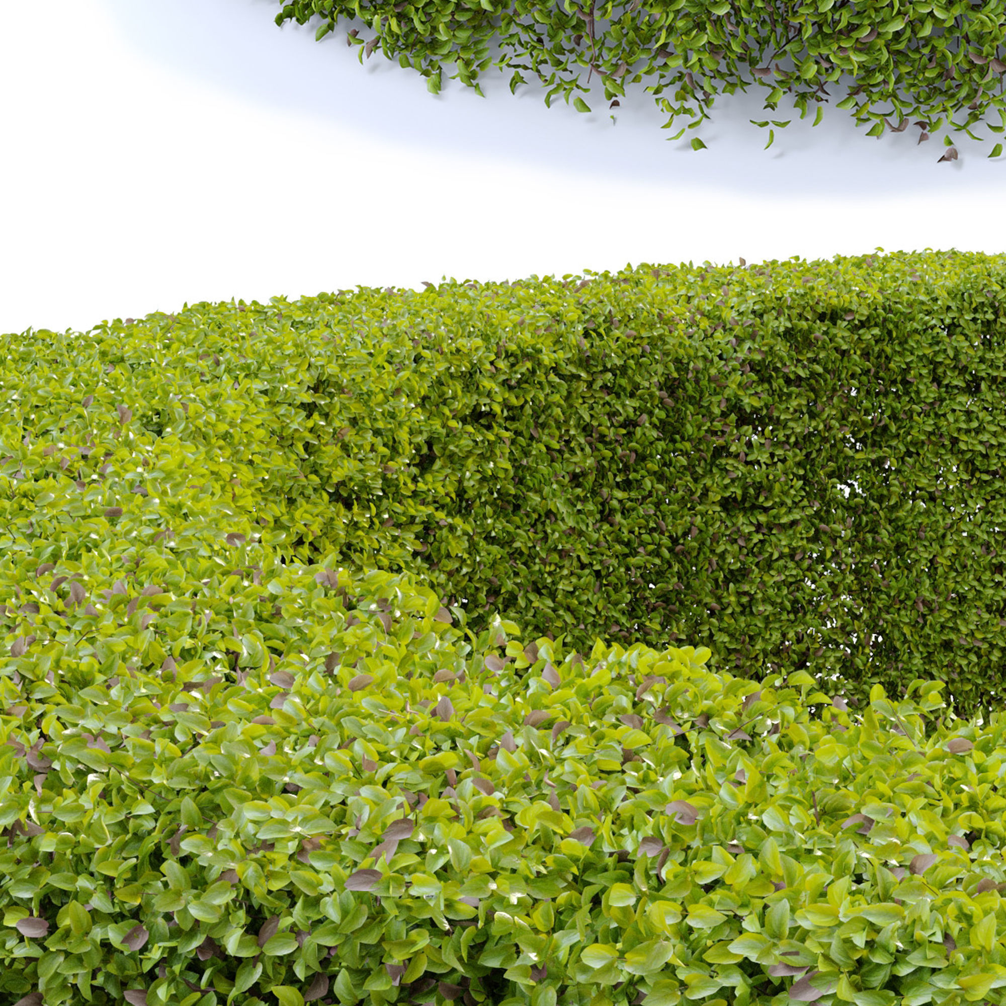 Ligustrum amurense hedge 3D model_5