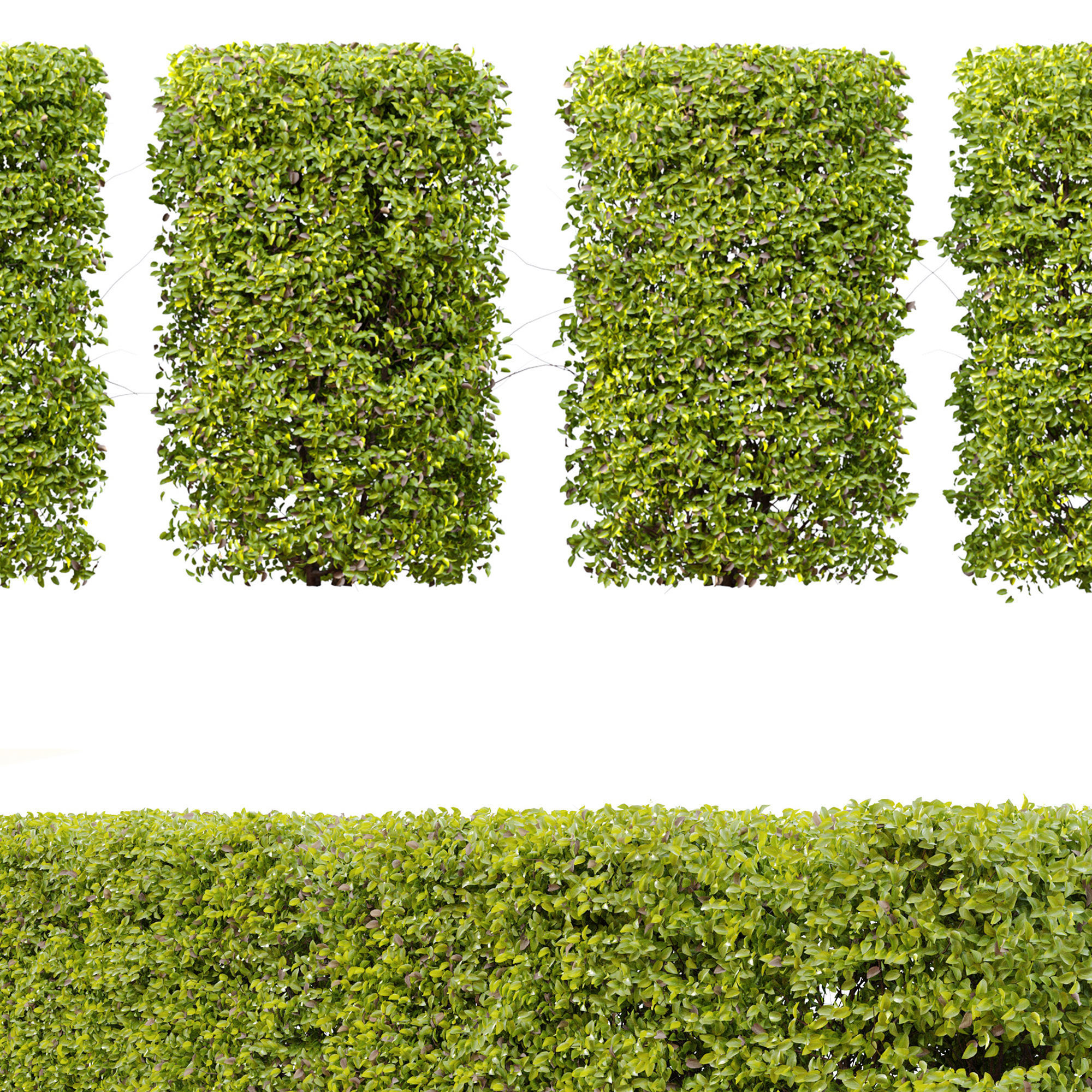 Ligustrum amurense hedge 3D model_3