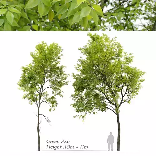 Green Ash 03