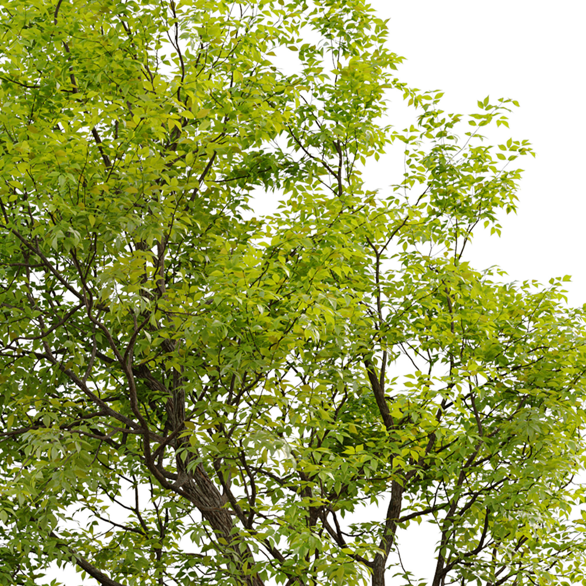 Green Ash 02 3D model_5