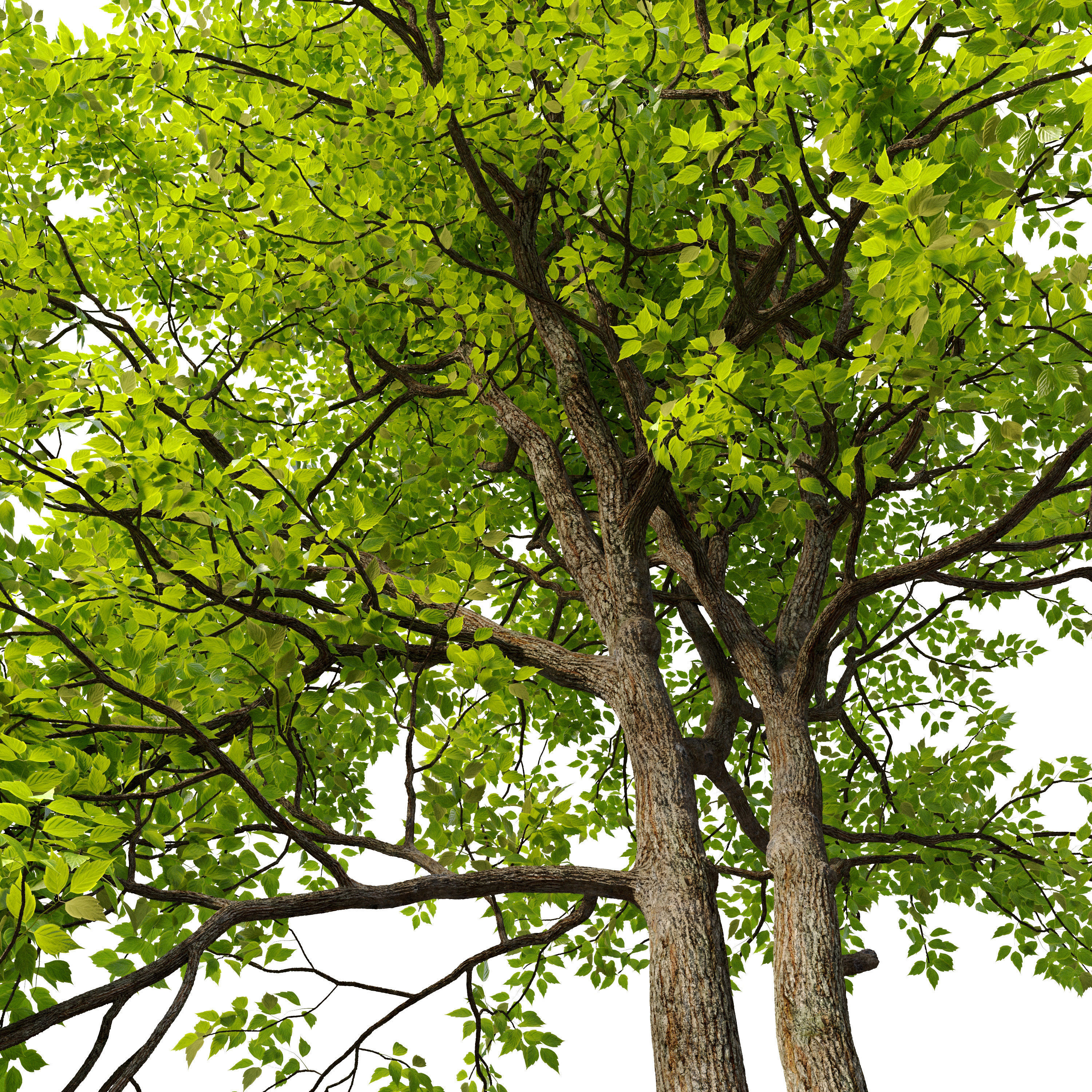 Green Ash 02 3D model_1