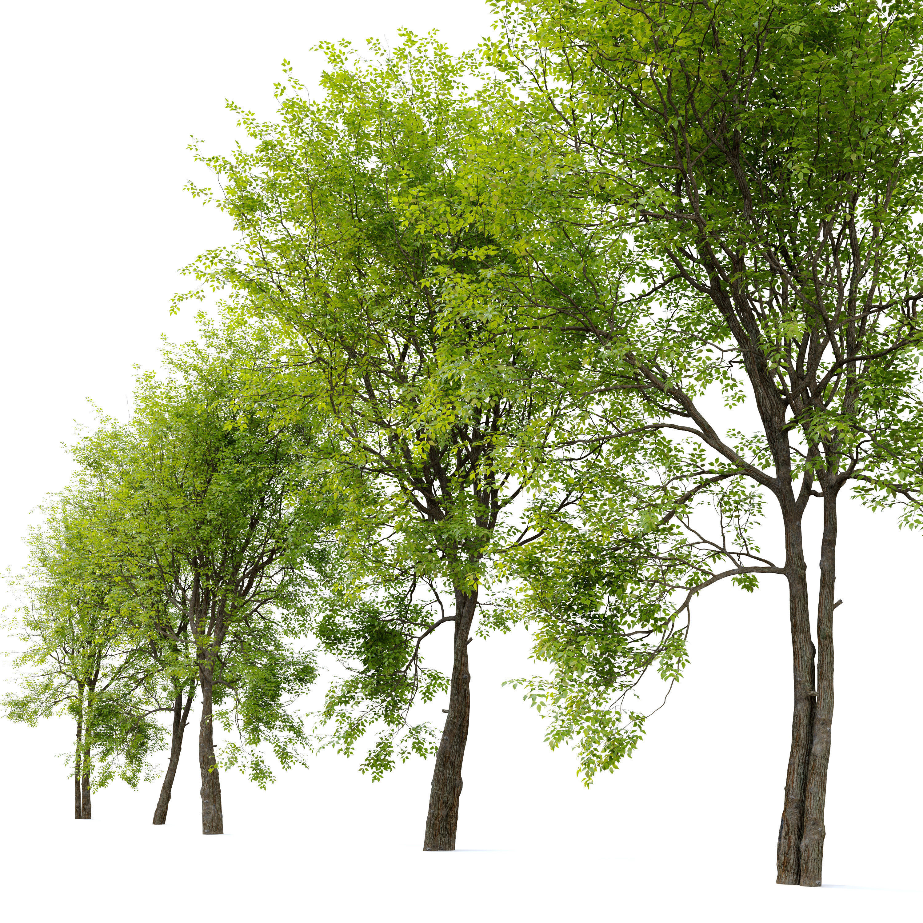 Green Ash 02 3D model_2