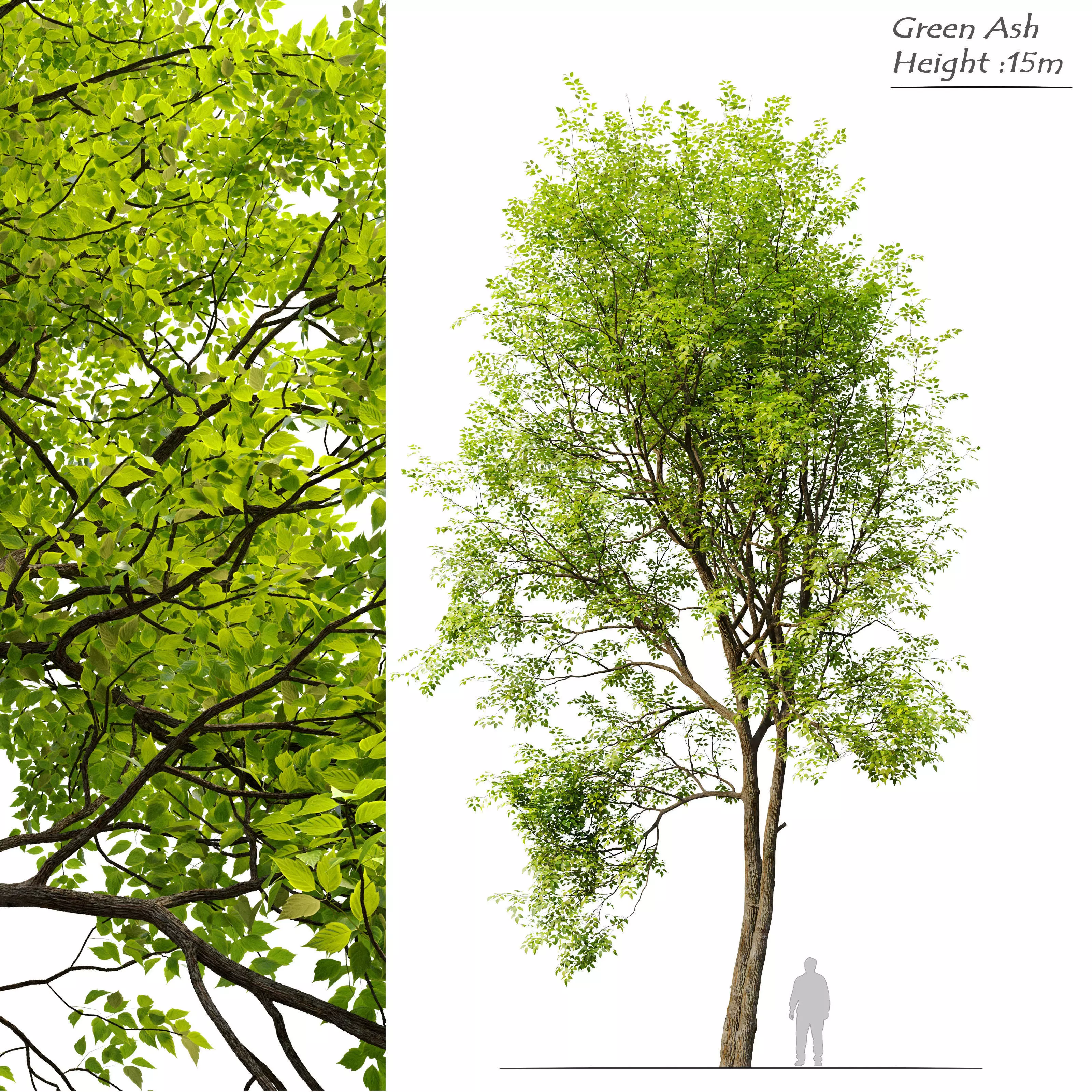 Green Ash 02 3D model_0