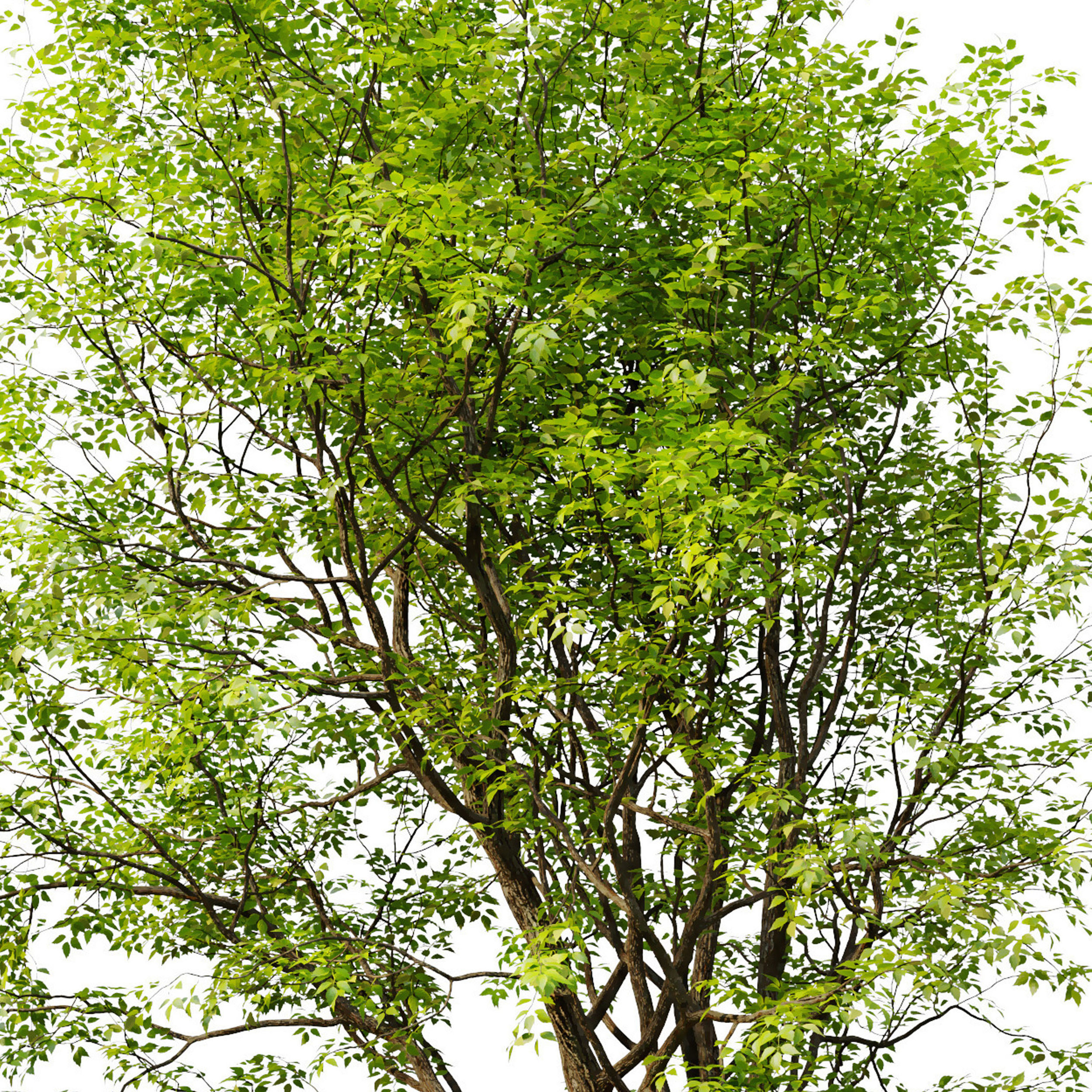 Green Ash 02 3D model_3