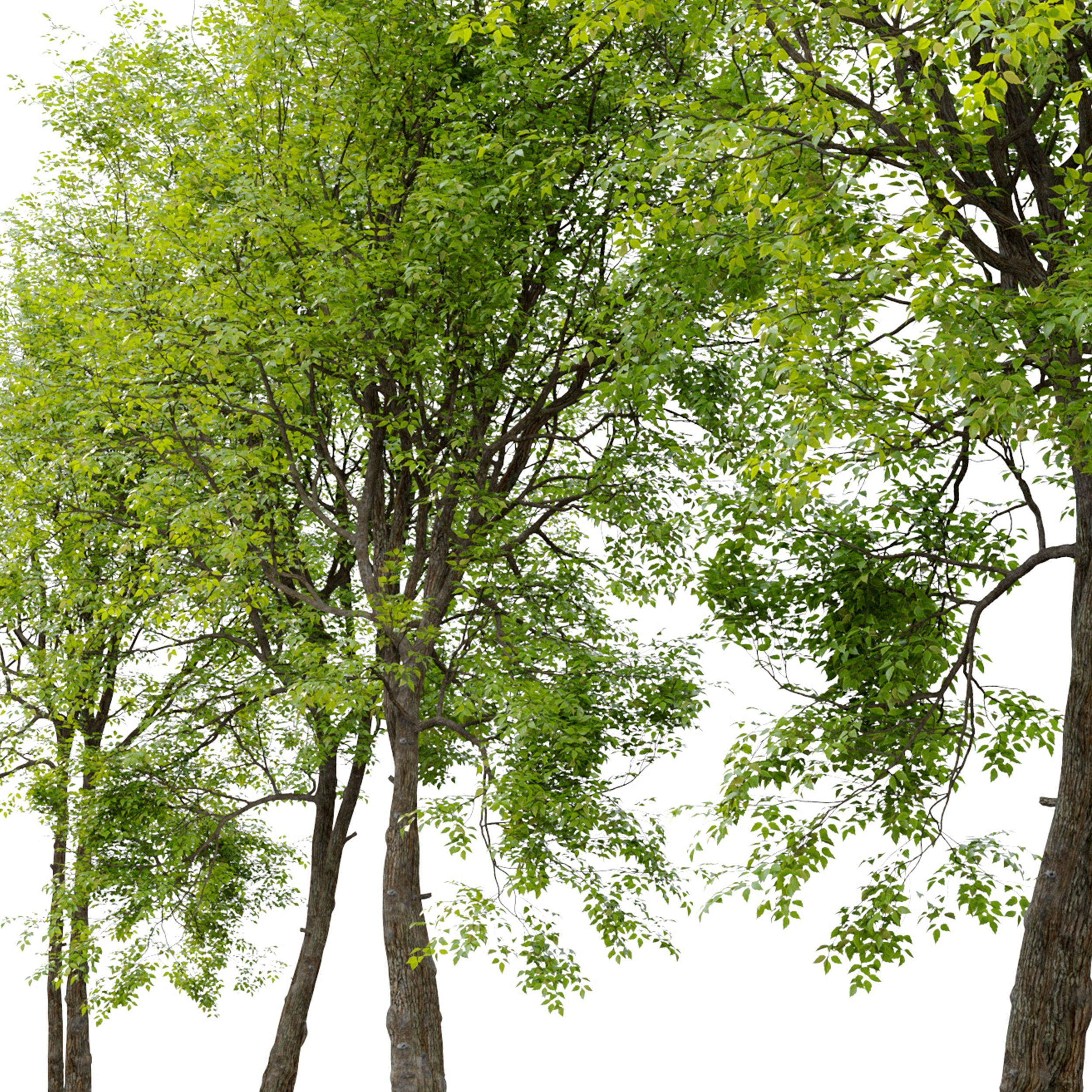 Green Ash 02 3D model_4