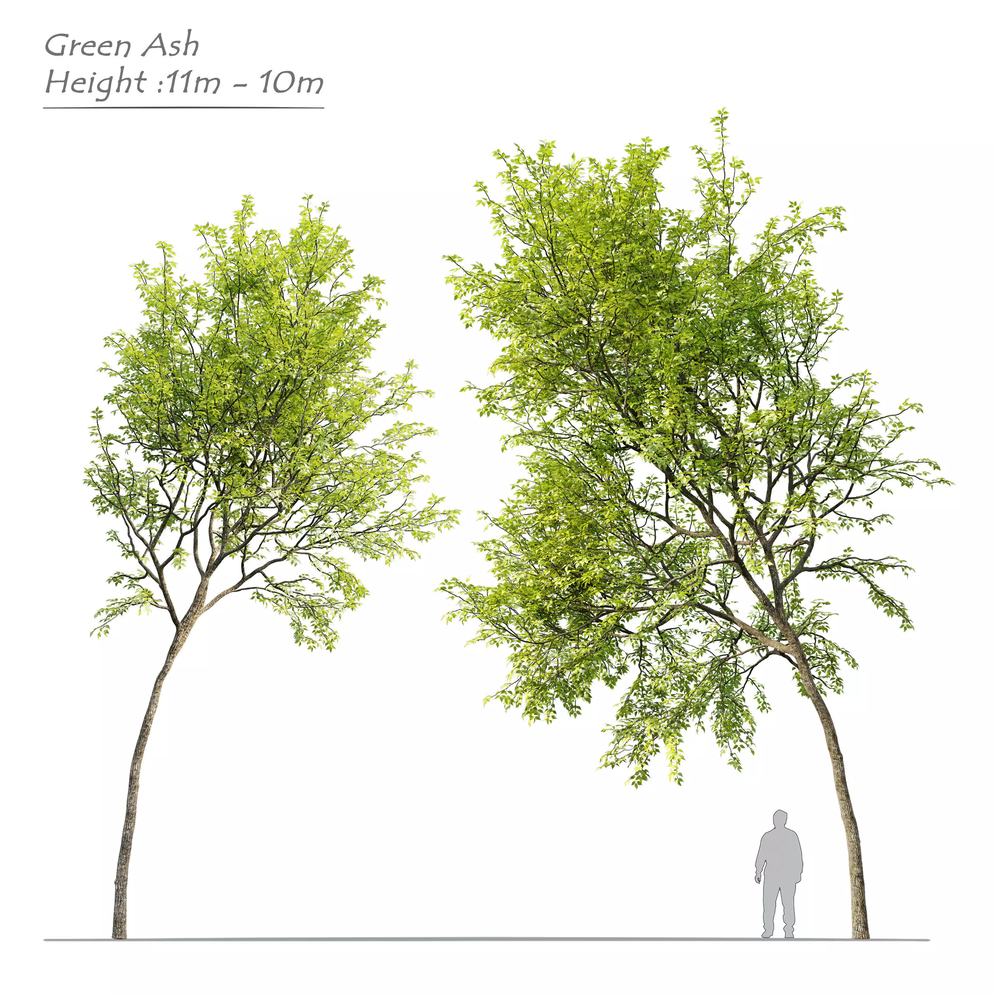 Green Ash 3D model