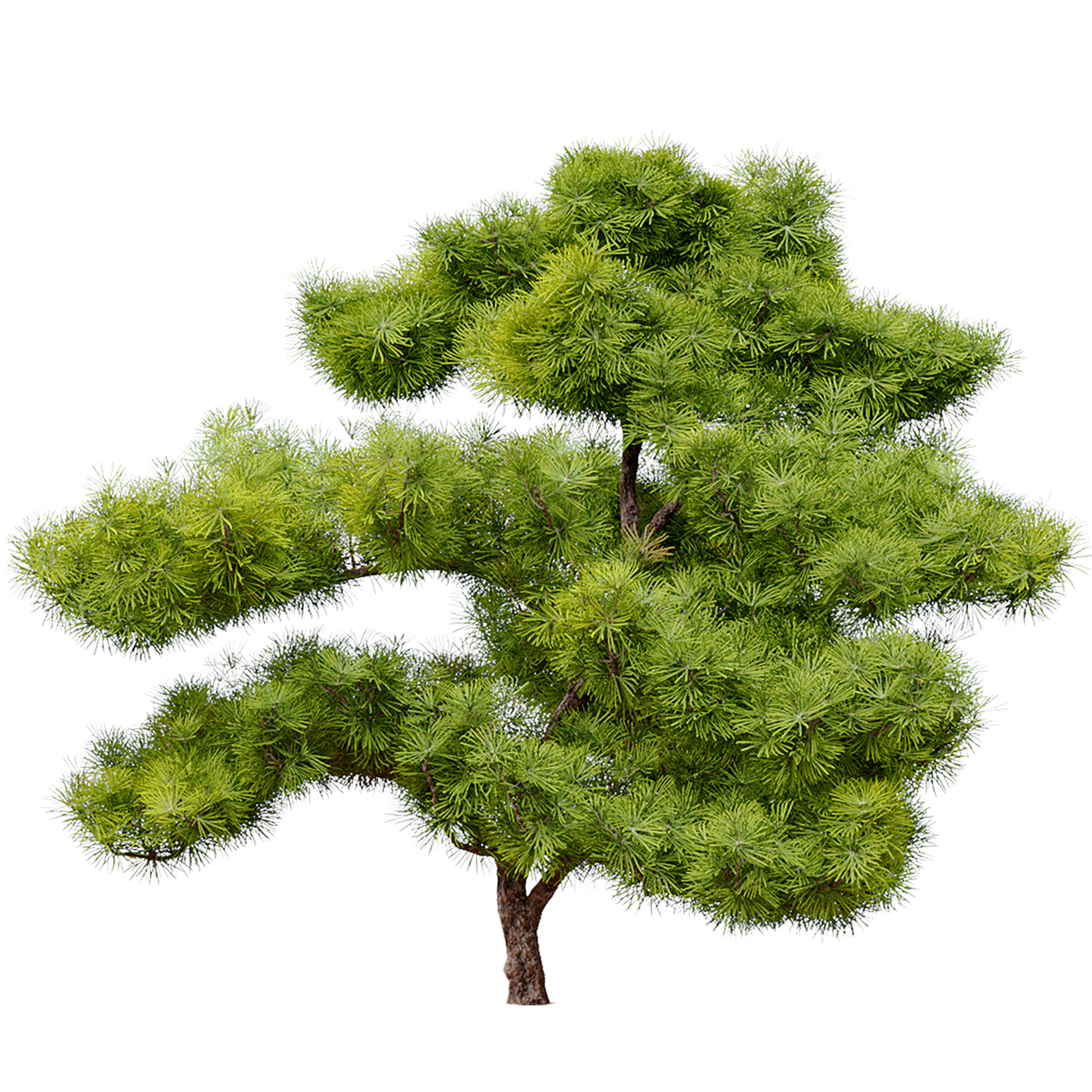 pinus parviflora 3D model_4