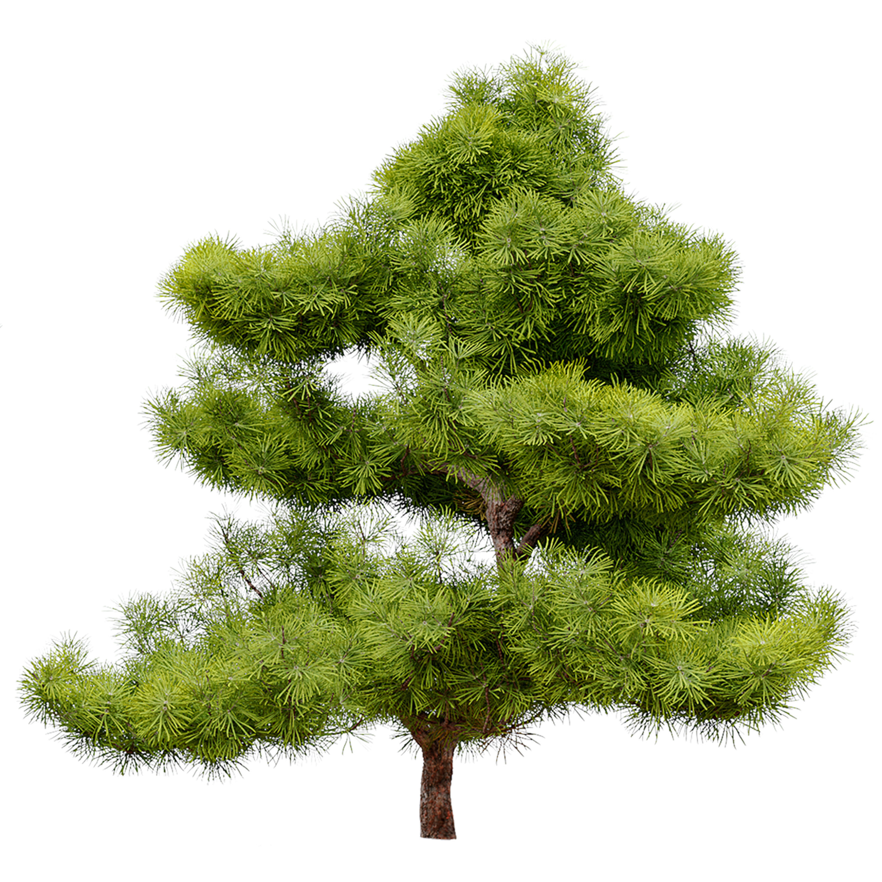 pinus parviflora 3D model_6