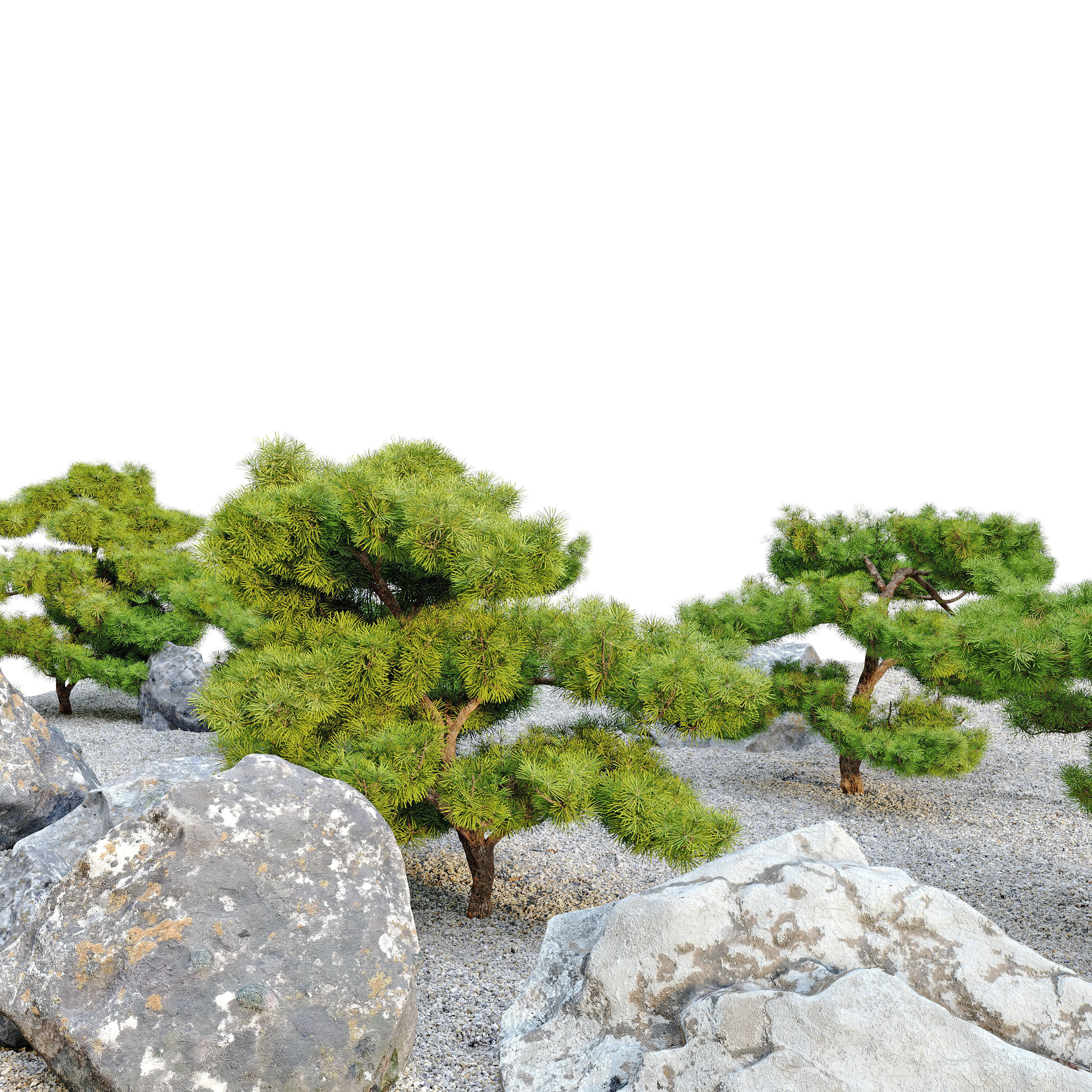 pinus parviflora 3D model_1