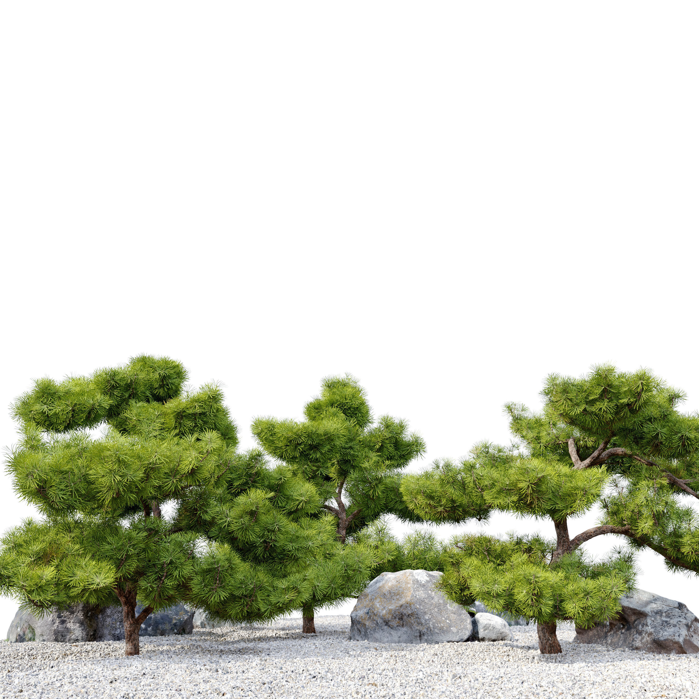 pinus parviflora 3D model_2