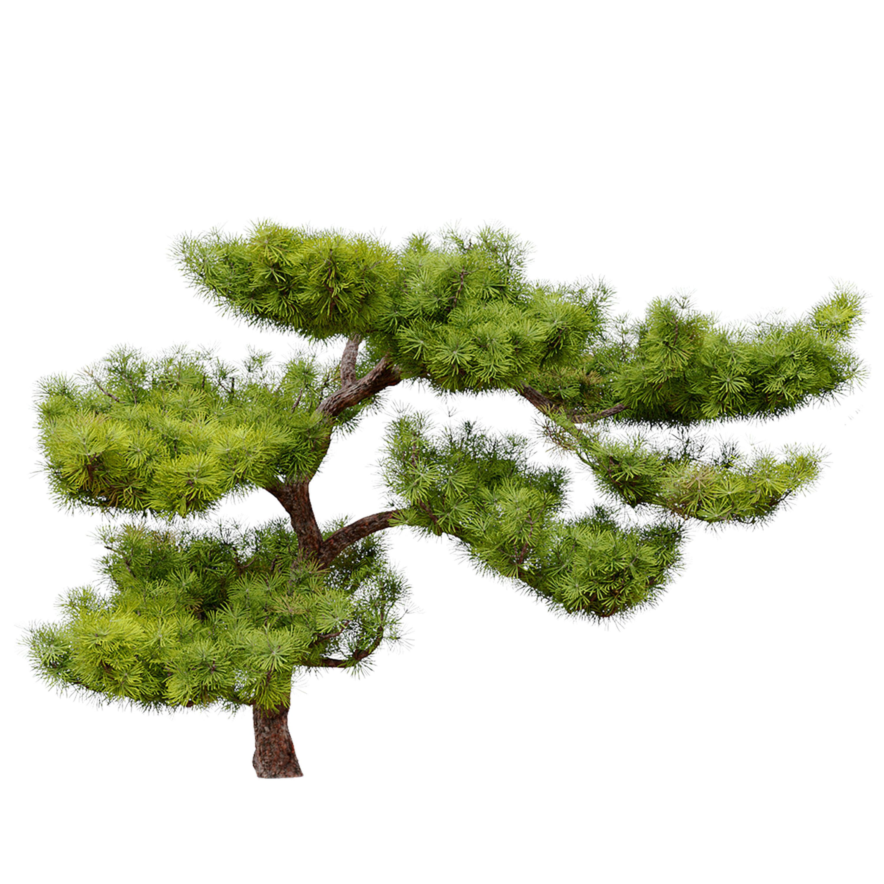 pinus parviflora 3D model_5