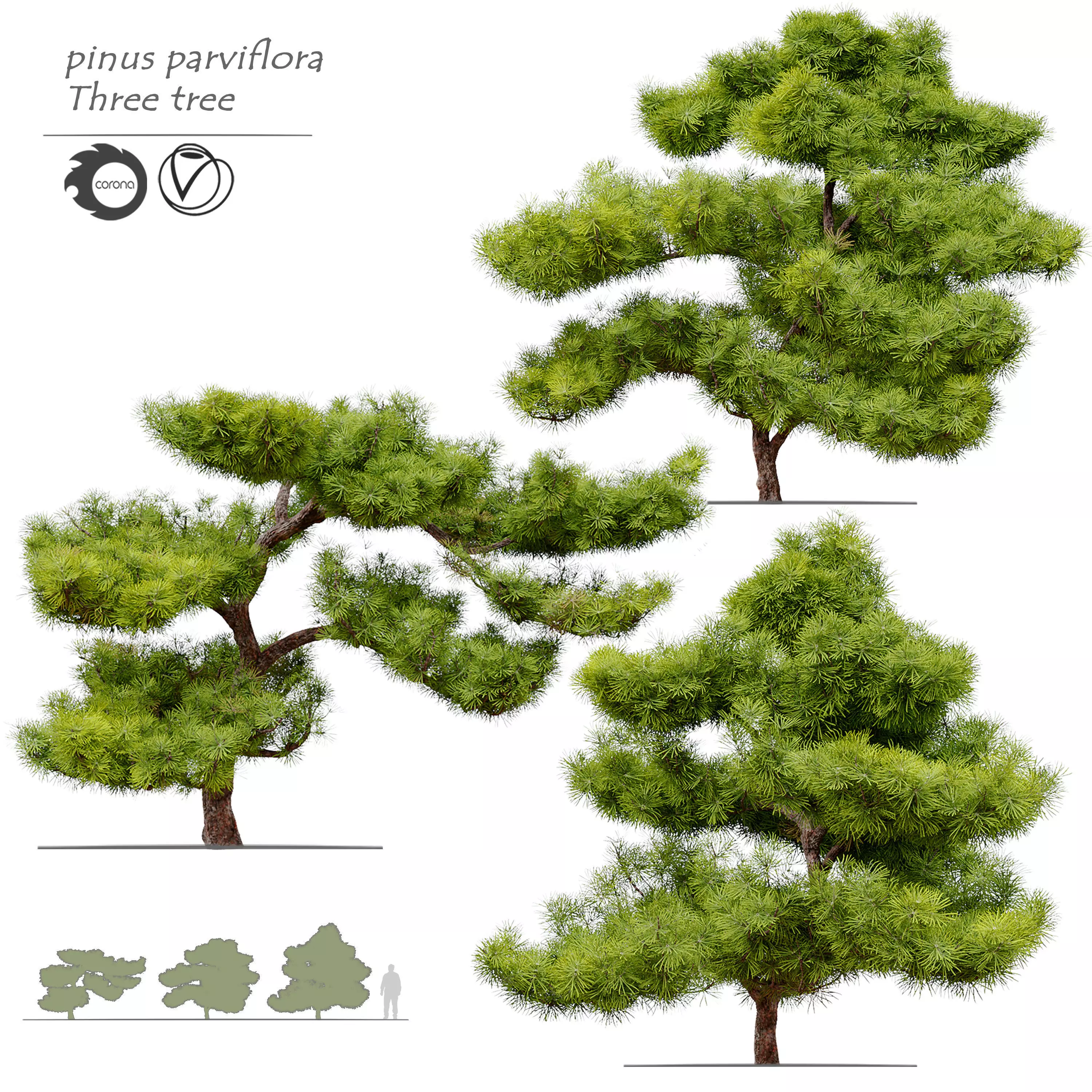 pinus parviflora 3D model_0