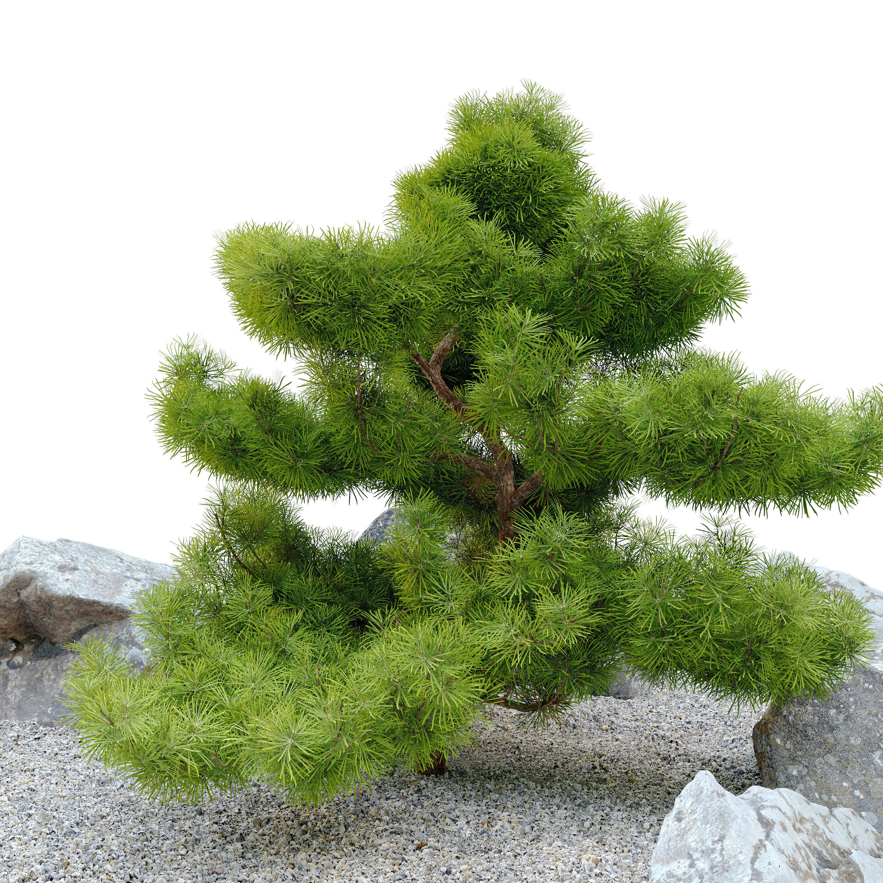 pinus parviflora 3D model_3
