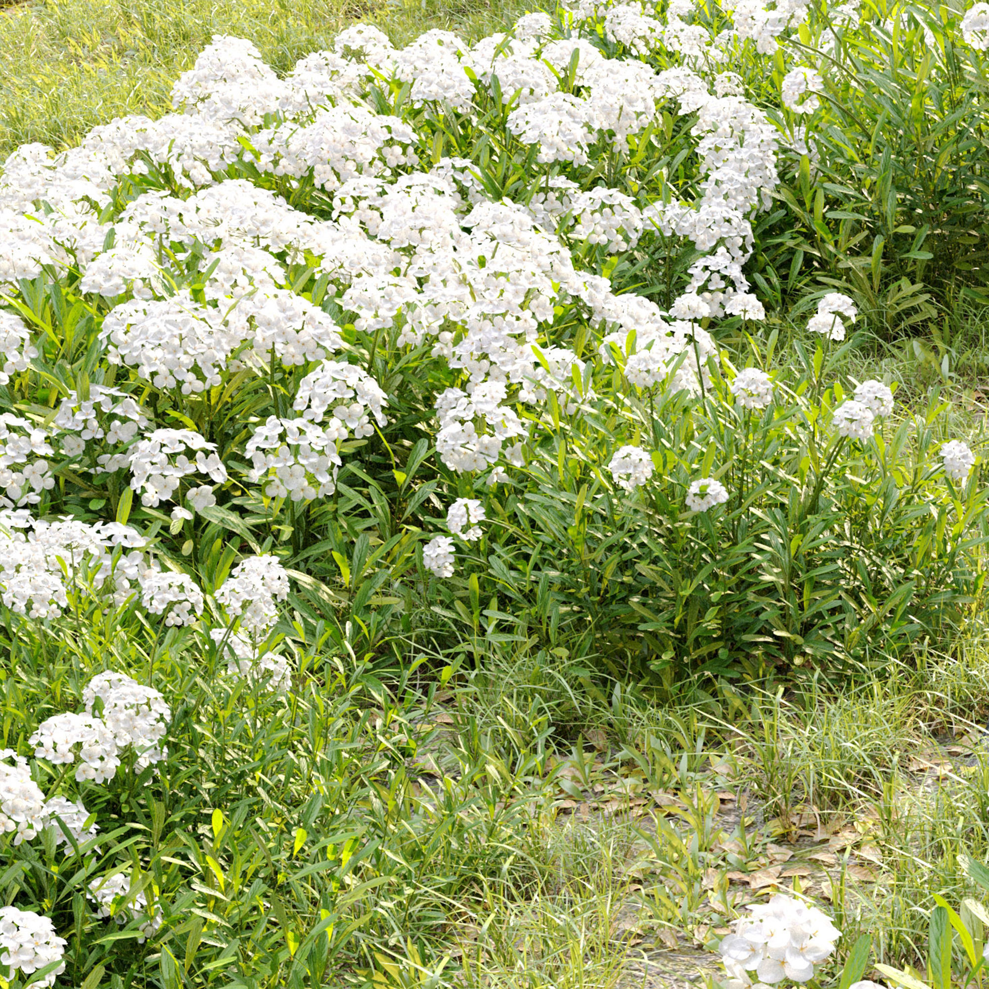 Iberis sempervirens 3D model_4