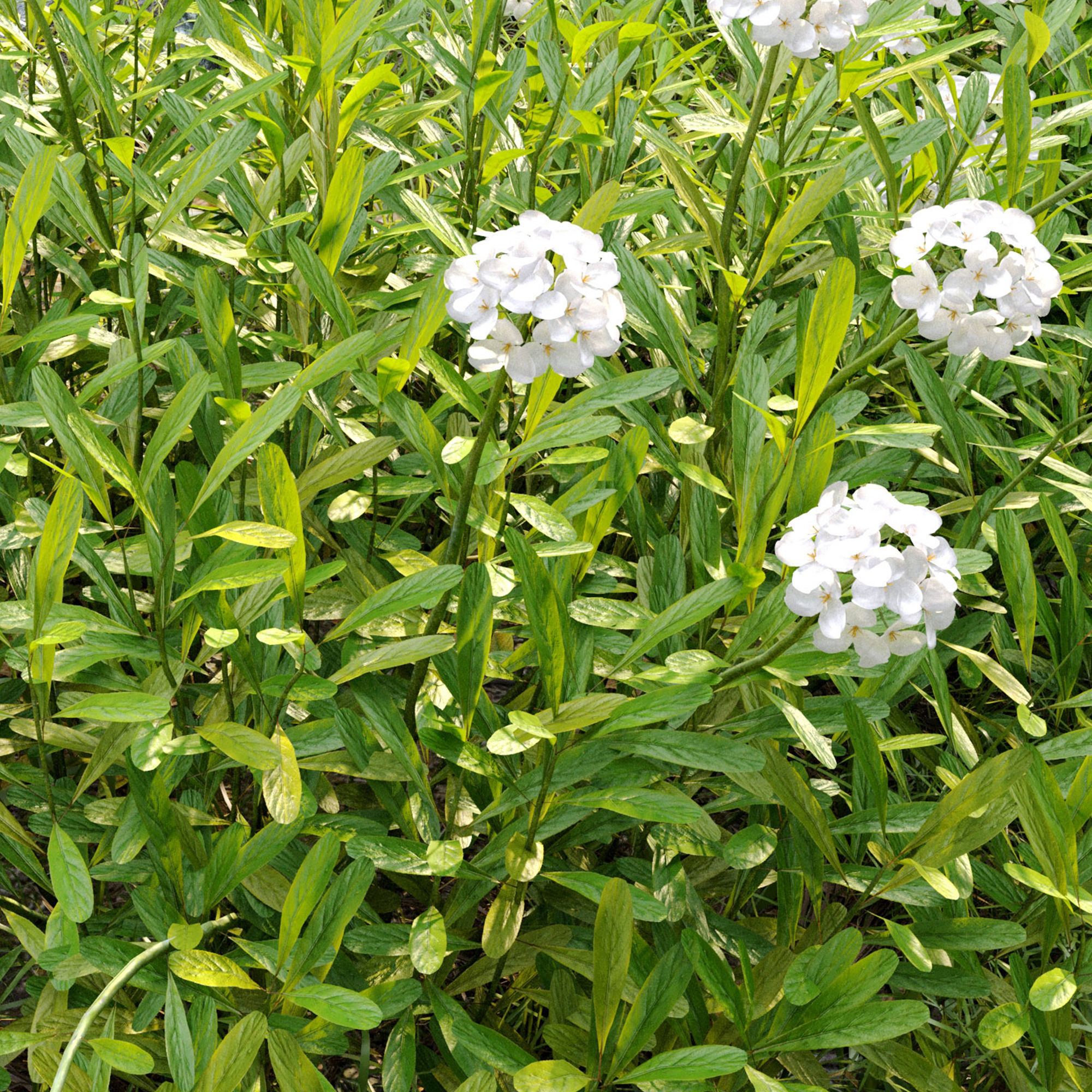 Iberis sempervirens 3D model_5