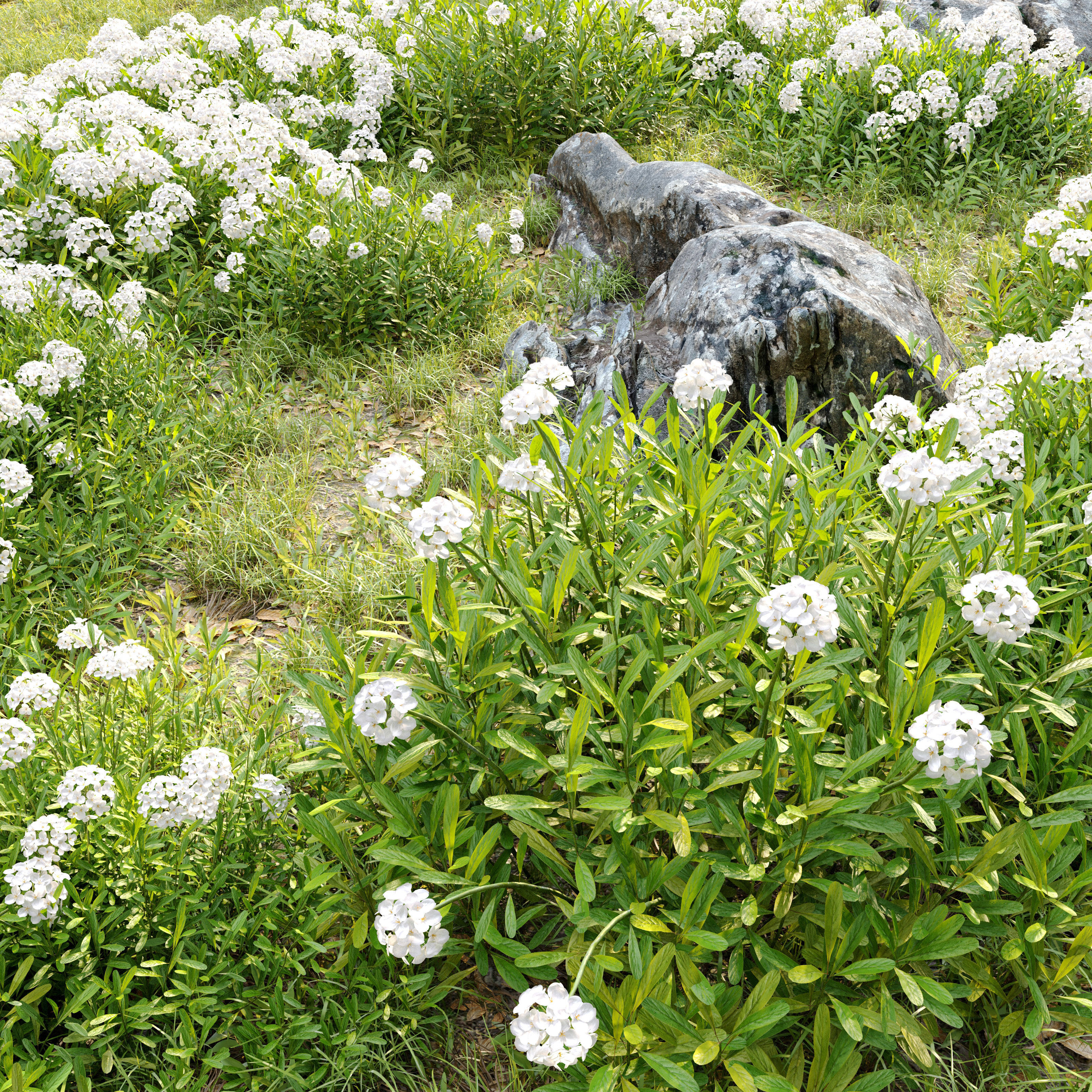 Iberis sempervirens 3D model_2