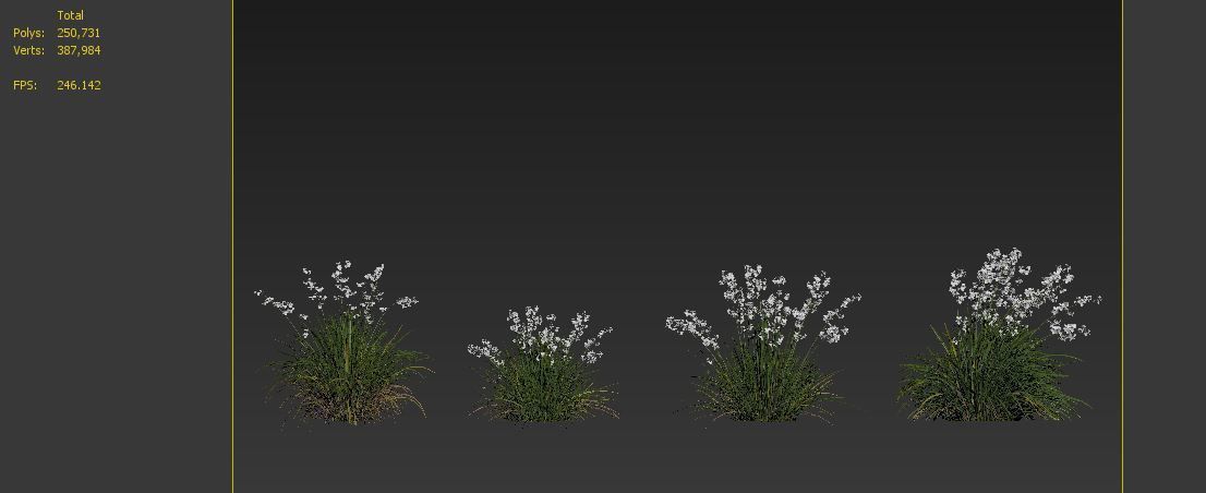 Libertia formosa 3D model_7