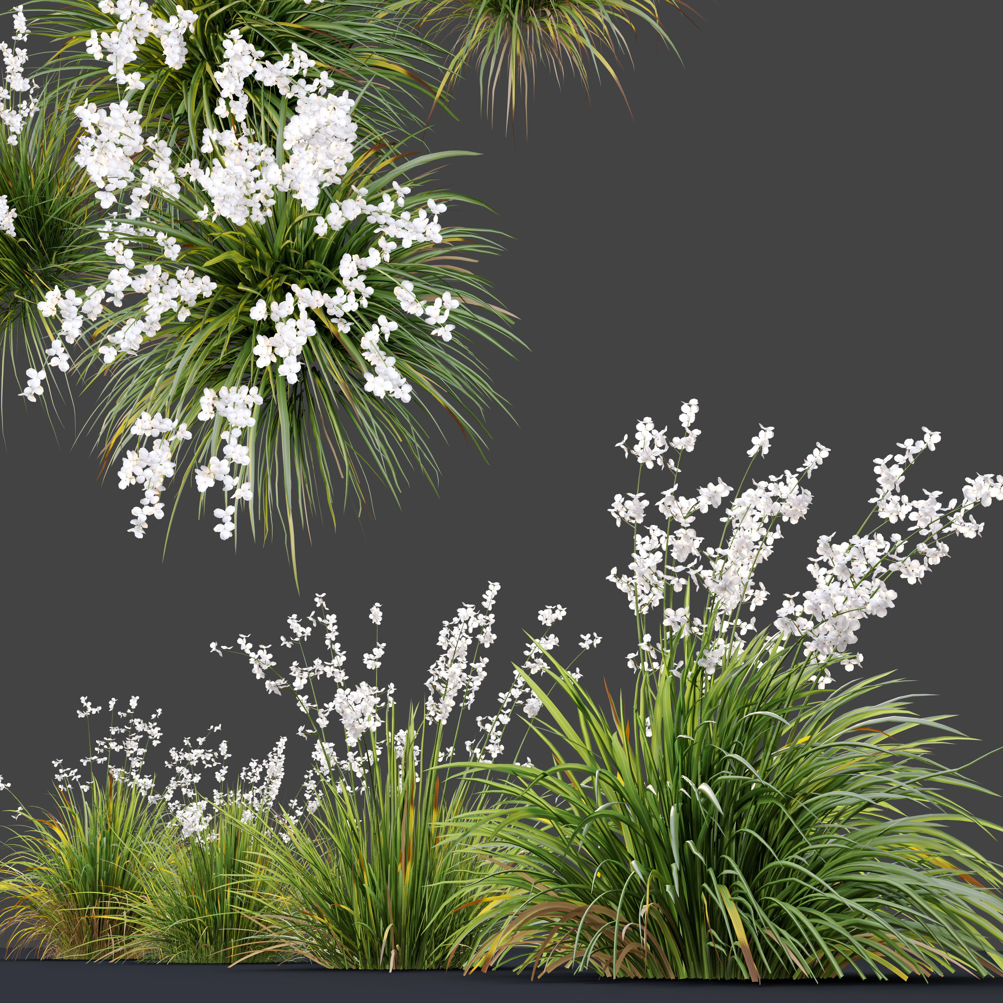 Libertia formosa 3D model_1