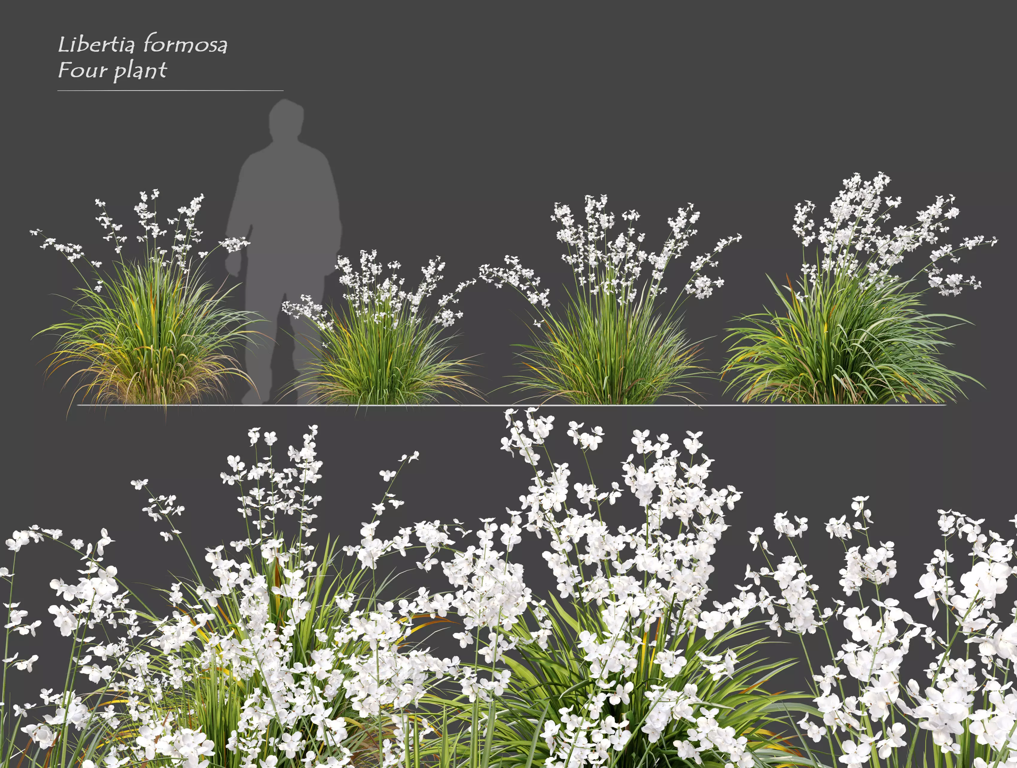 Libertia formosa 3D model_0