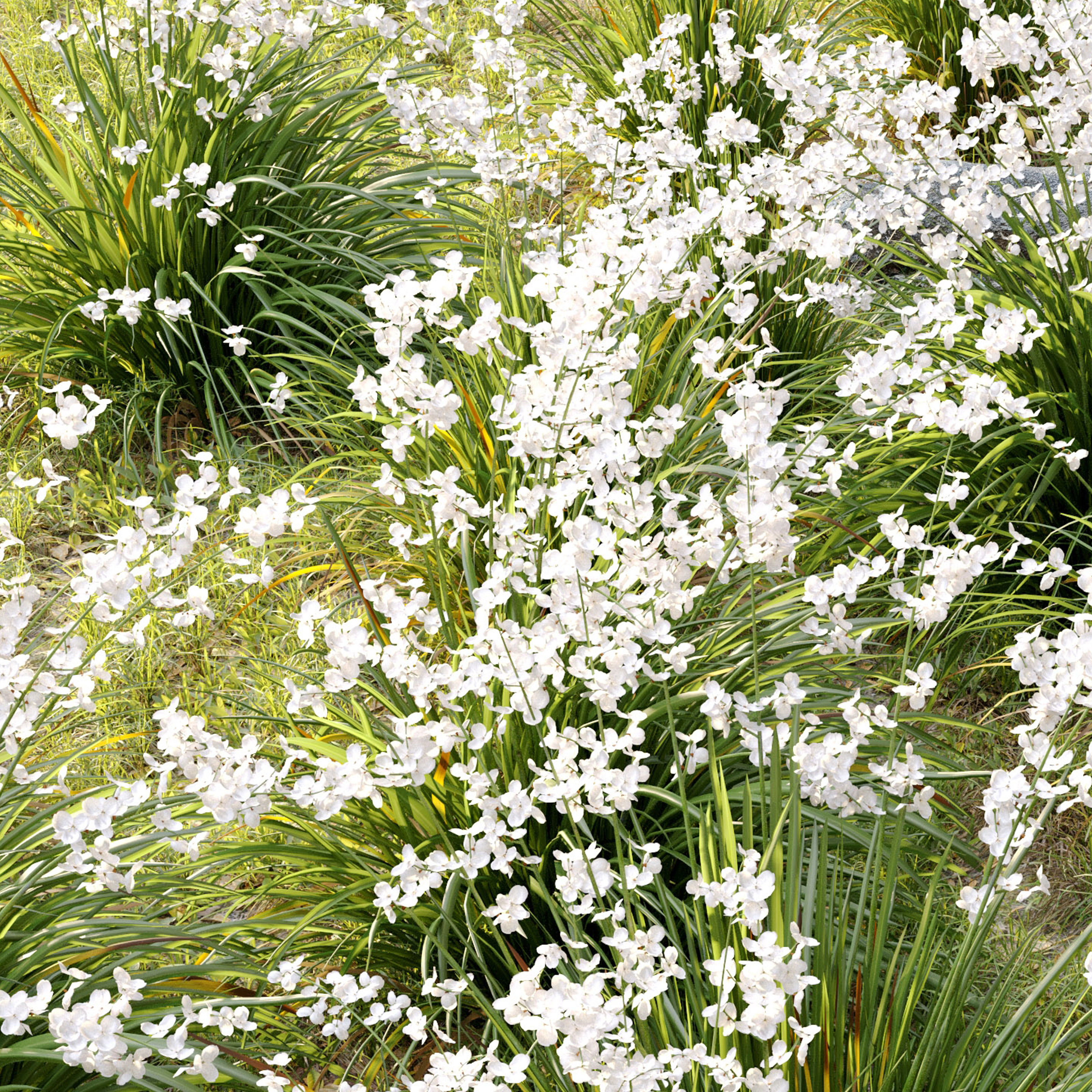 Libertia formosa 3D model_4