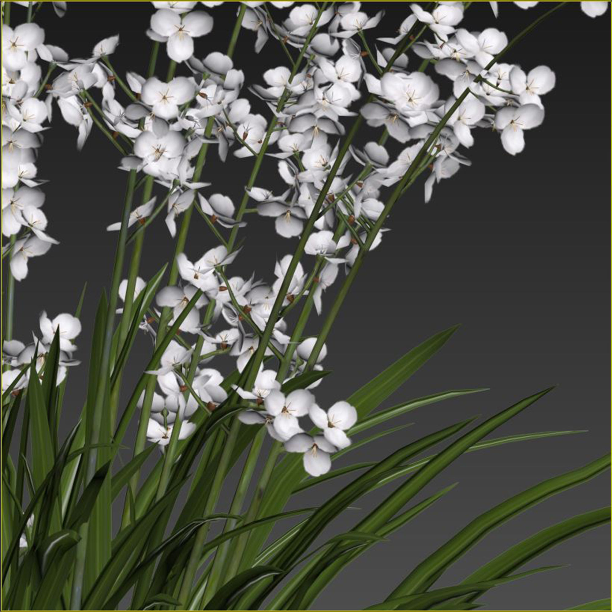 Libertia formosa 3D model_5