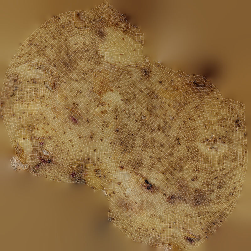 Vegetables set 1 Low-poly 3D model_28