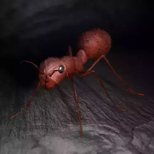 Ant 3D-Model