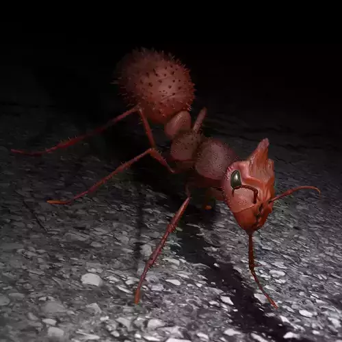 Ant 3D Type II