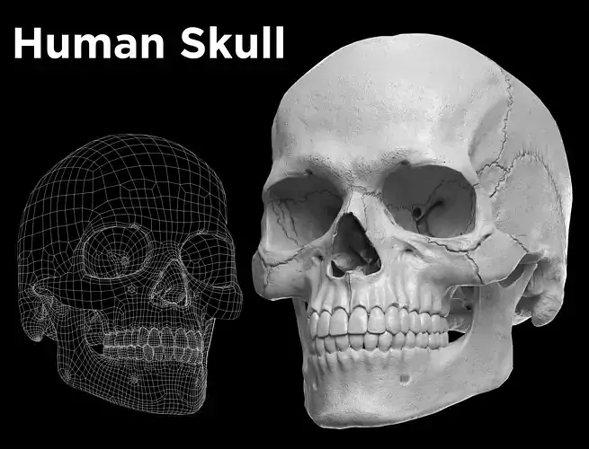 3D Human Skull  Low-poly 3D model