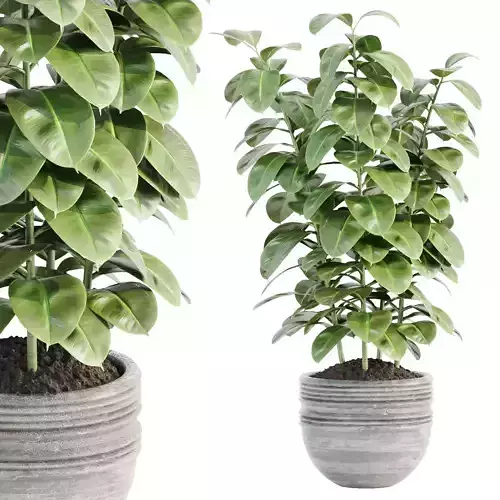 Ficus elastica plant vol 126
