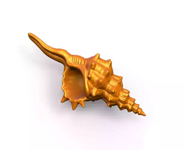 Shells conch shell 3D print model