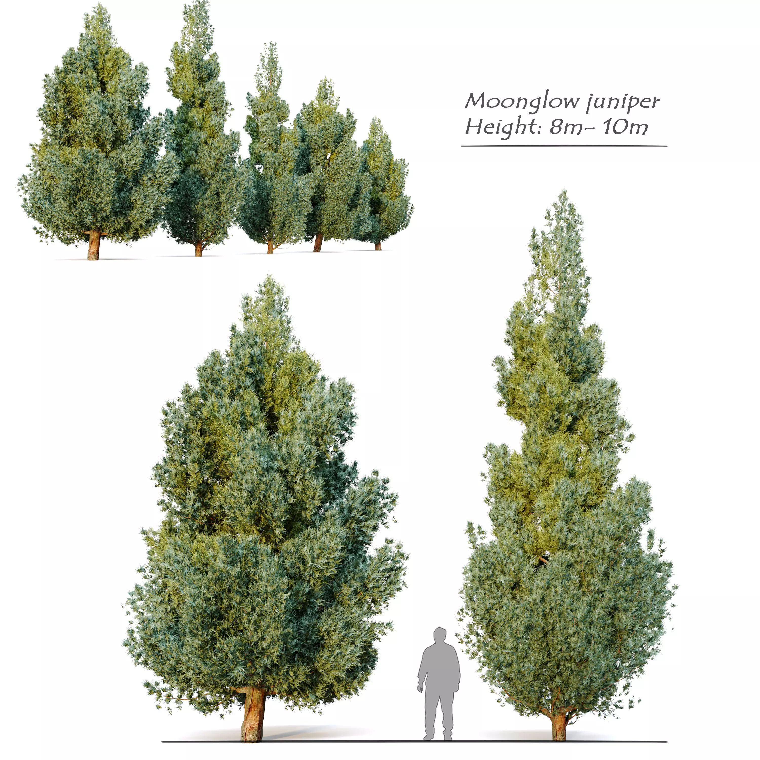 Moonglow juniper 3D model