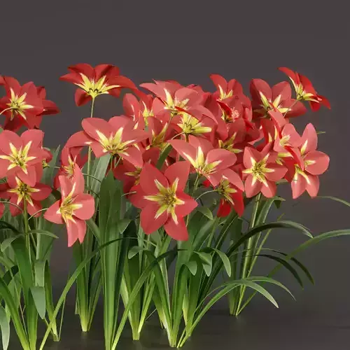 Amaryllis flowers vol 128