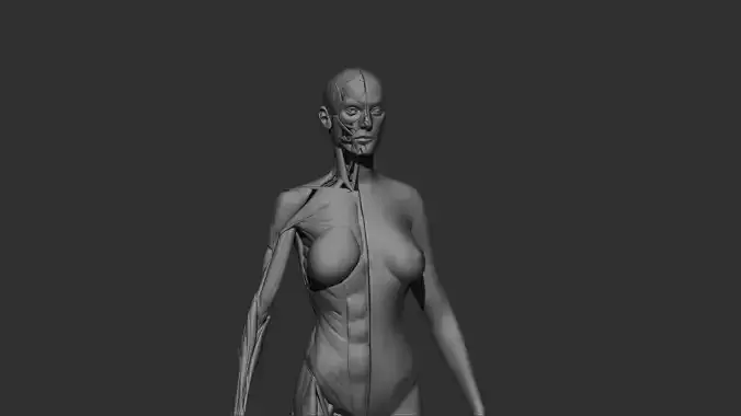 female Anatomy 3d print