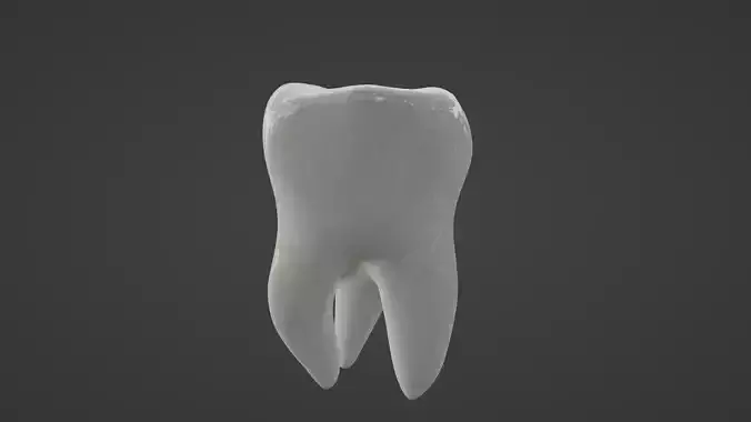 Maxillary Second Molar Human Tooth 3D model