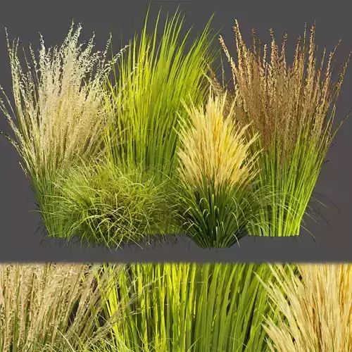 Collection plant vol 383 - grass - Switchgrass - Northwind 3D model