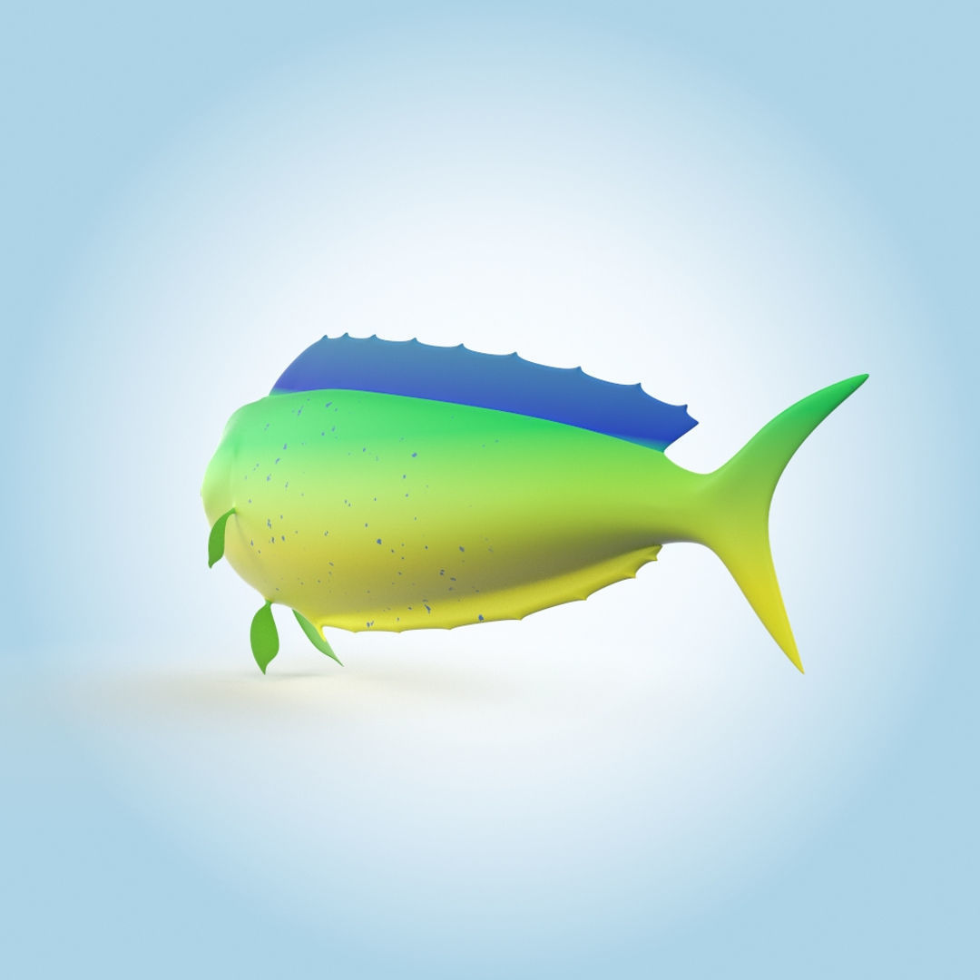 Mahi-mahi 3D model_3