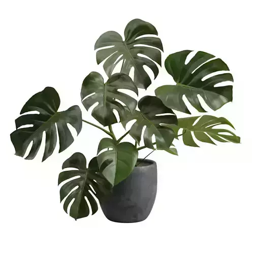 Concrete Pot Plant Monstera Deliciosa 3D model