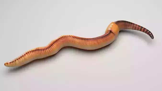Earthworm 3D model