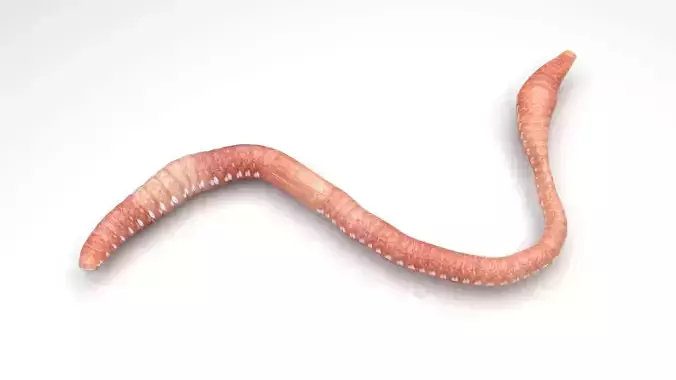 Earthworm 3D model