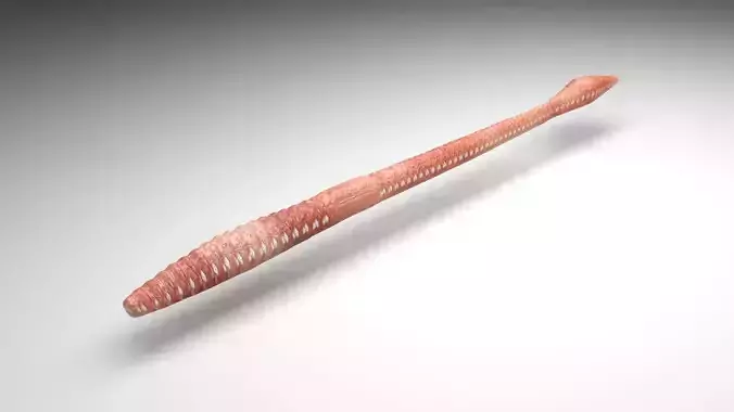 Straight Earthworm 3D model