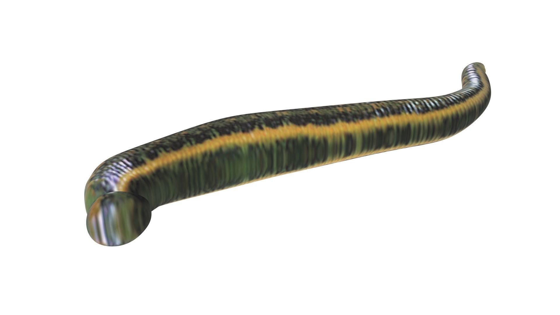 Leech Hirudo Medicinalis 3D model_11