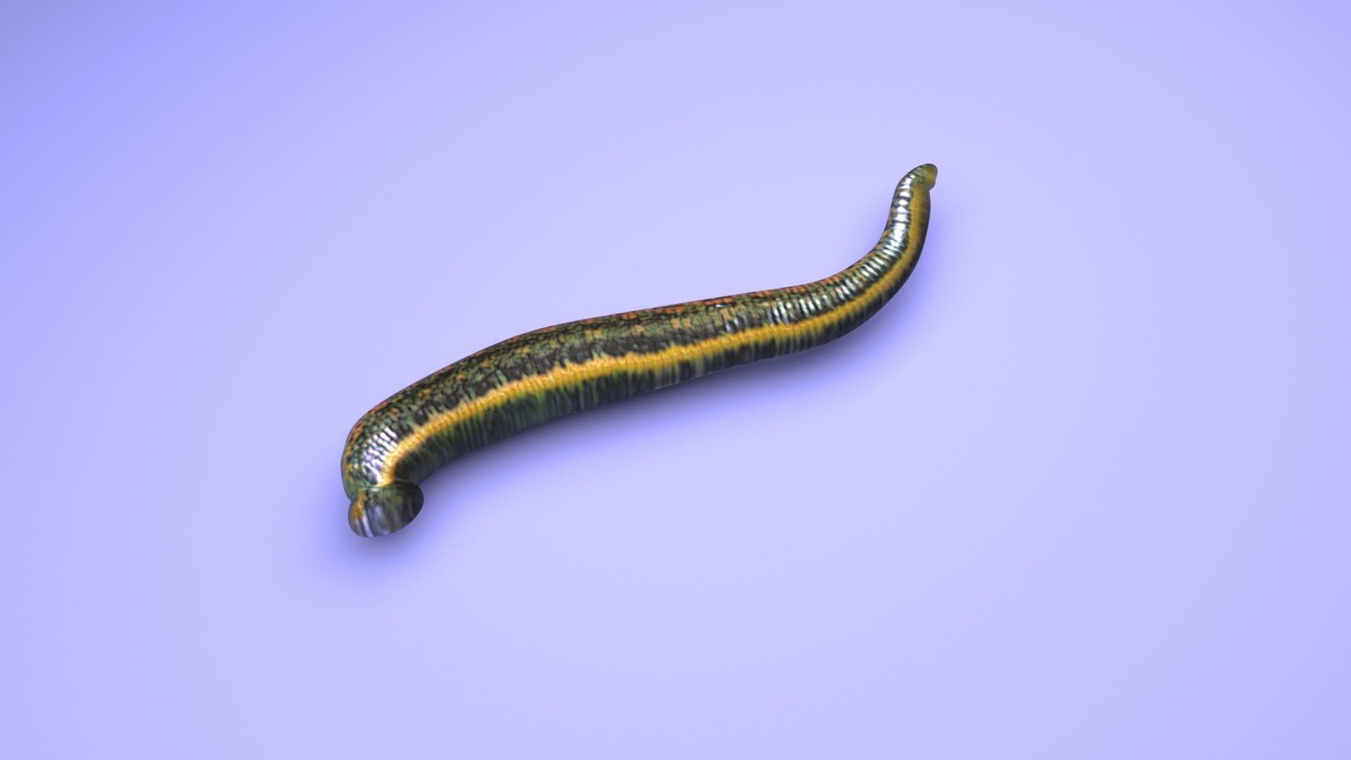 Leech Hirudo Medicinalis 3D model_5