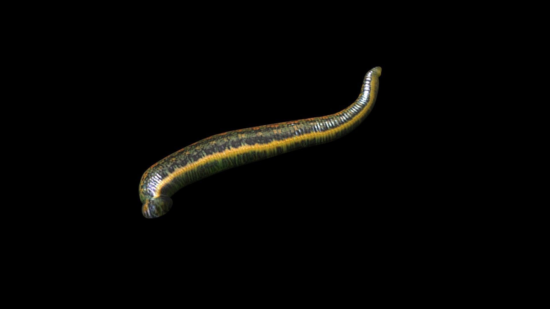 Leech Hirudo Medicinalis 3D model_6
